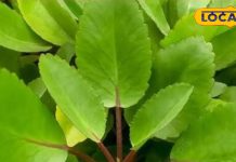 कुदरत का अचूक नुस्खा है पत्थरचट्टा, बीपी ही नहीं शुगर जैसी कई बीमारियों का है काल..यहां जानें फायदे