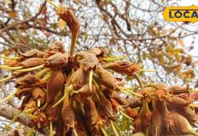 दांत होंगे लोहे जैसे मजबूत…कमजोर हड्डियों में जान डाल देगी इस पेड़ की छाल! फल, पत्तियां सब रामबाण – Bihar News