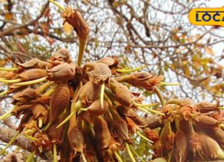 दांत होंगे लोहे जैसे मजबूत…कमजोर हड्डियों में जान डाल देगी इस पेड़ की छाल! फल, पत्तियां सब रामबाण – Bihar News