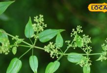 महंगे प्रोडक्ट्स में इस्तेमाल होने वाली इस लकड़ी को लाएं घर, चेहरे से लेकर बाल तक की दिक्कत हो जाएगी हल