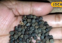 सिर्फ मसाला नहीं… यह छोटा दाना शरीर के लिए बनता है संजीवनी, जानें असर और फायदे – Uttarakhand News