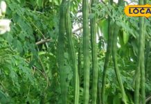 100 बीमारियों का इलाज है यह फली, खाने से मिलेंगे गजब के फायदे, कैल्शियम-विटामिन की कमी नहीं होगी – Rajasthan News