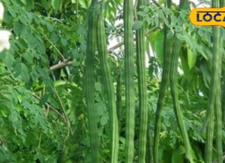 100 बीमारियों का इलाज है यह फली, खाने से मिलेंगे गजब के फायदे, कैल्शियम-विटामिन की कमी नहीं होगी – Rajasthan News