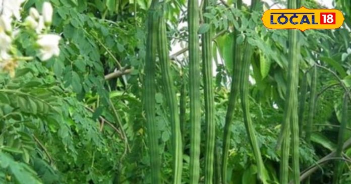 HYP_5465752_cropped_20092025_162118_moringa1sixteen_nine_water_2-16x9.jpg