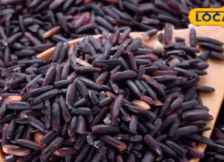 Black Rice Benefits: सफेद चावल से 10 गुना ताकतवर होता है काला चावल, वजन कम करने के साथ दिल की बीमारियों में भी है रामबाण..यहां जानें इसके अनगिनत फायदे