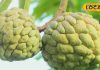 Seetaphal Benefits: बड़ी-बड़ी बीमारियों को मात देने वाला फल सीताफल, आंखों के लिए तो वरदान – Madhya Pradesh News