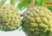 Seetaphal Benefits: बड़ी-बड़ी बीमारियों को मात देने वाला फल सीताफल, आंखों के लिए तो वरदान – Madhya Pradesh News
