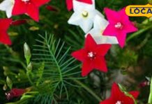 सौंदर्य और स्वास्थ्य का संगम है यह बेल, इसके गुलाबी, लाल और सफेद फूल घर को बना देते हैं स्वर्ग