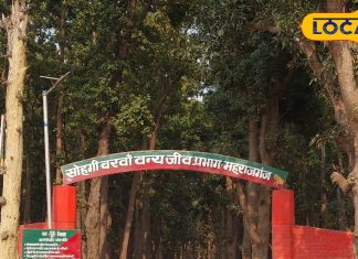 इस वीकेंड घूमने का प्लान? जानें महराजगंज के 5 मज़ेदार टूरिस्ट स्पॉट, बजट फ्रेंडली और मज़ेदार – Uttar Pradesh News