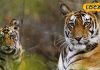 Famous Tiger Reserve MP: जंगल सफारी की है रोमांचक प्लानिंग? ये है MP के 7 फेमस टाइगर रिजर्व, जानें घूमने का सही समय