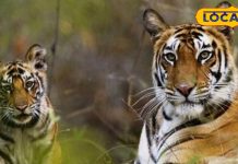 Famous Tiger Reserve MP: जंगल सफारी की है रोमांचक प्लानिंग? ये है MP के 7 फेमस टाइगर रिजर्व, जानें घूमने का सही समय