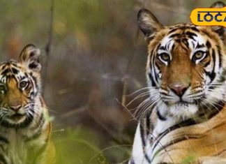 Famous Tiger Reserve MP: जंगल सफारी की है रोमांचक प्लानिंग? ये है MP के 7 फेमस टाइगर रिजर्व, जानें घूमने का सही समय