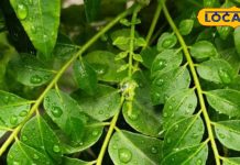 सुबह-सुबह खाली पेट ये खाएं और हफ्तेभर में पेट की दिक्कतों से पाएं राहत, जानें इसके फायदे – Uttarakhand News