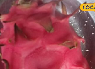 सिर से लेकर पैर तक सभी के लिए फायदेमंद ड्रैगन फ्रूट, शुगर का एकमात्र इलाज; खाने से पाचन तंत्र भी हो जाएगा मजबूत – Uttar Pradesh News