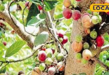 साधारण पौधा नहीं, ये है ‘हकीमों का सरदार’… डायबिटीज, पाइल्स, अल्सर में कारगर! फूल बदल देगा किस्मत – Uttar Pradesh News