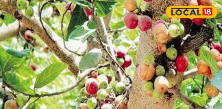 साधारण पौधा नहीं, ये है ‘हकीमों का सरदार’… डायबिटीज, पाइल्स, अल्सर में कारगर! फूल बदल देगा किस्मत – Uttar Pradesh News