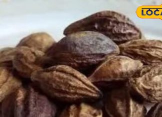 Health Tips: हरड़ का सेवन शरीर को बना देगा लोहा! जानिए कैसे ये एक छोटी सी चीज है सेहत का खजाना – Uttarakhand News