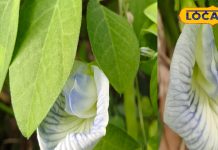 फिटनेस प्रेमियों के लिए खास है इस पौधे का फूल, त्वचा से लेकर बालों तक में लाभकारी; फायदे वेद से लेकर आयुर्वेद तक – Uttar Pradesh News