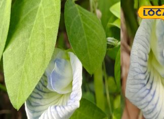 फिटनेस प्रेमियों के लिए खास है इस पौधे का फूल, त्वचा से लेकर बालों तक में लाभकारी; फायदे वेद से लेकर आयुर्वेद तक – Uttar Pradesh News