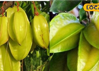 Star fruit Benefits: वेट लॉस से लेकर स्किन को जवां भी बनाता है कमरख, यहां जानें इसके अनगिनत फायदे