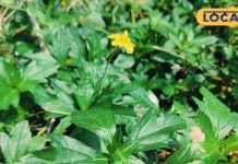 घास है या अजूबा! युवाओं की सबसे बड़ी समस्या ‘हेयरफॉल’ का शर्तिया इलाज