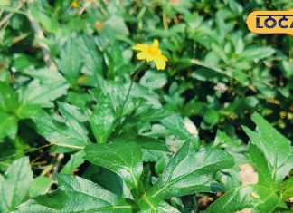 घास है या अजूबा! युवाओं की सबसे बड़ी समस्या ‘हेयरफॉल’ का शर्तिया इलाज