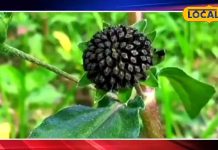 If you are also troubled by gray hair or hair fall, then try Ayurvedic Bhringraj juice, which is a boon for hair. – Rajasthan News