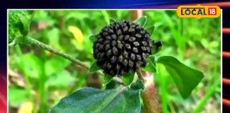 If you are also troubled by gray hair or hair fall, then try Ayurvedic Bhringraj juice, which is a boon for hair. – Rajasthan News