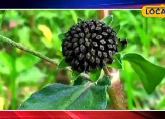 If you are also troubled by gray hair or hair fall, then try Ayurvedic Bhringraj juice, which is a boon for hair. – Rajasthan News