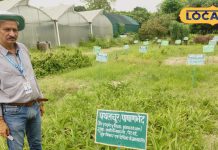 कमाल का है यह पौधा, पेट के रोगों की करेगा छुट्टी, गला देता है पथरी और कोलेस्ट्रॉल, पूसा के वैज्ञानिक ने दी राय – Bihar News