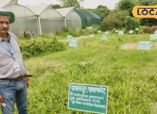 कमाल का है यह पौधा, पेट के रोगों की करेगा छुट्टी, गला देता है पथरी और कोलेस्ट्रॉल, पूसा के वैज्ञानिक ने दी राय – Bihar News