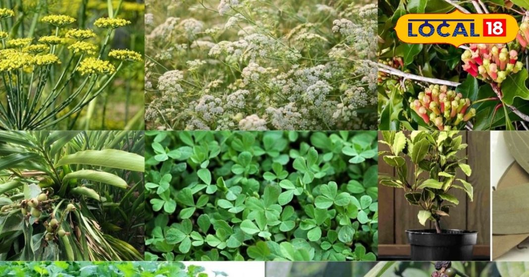 Ambala News: घर पर लगा लें ये 9 मसाले के पौधे और फिर देखें कमाल, आसपास भी नहीं भटकेंगी बीमारियां