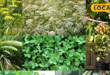 Ambala News: घर पर लगा लें ये 9 मसाले के पौधे और फिर देखें कमाल, आसपास भी नहीं भटकेंगी बीमारियां