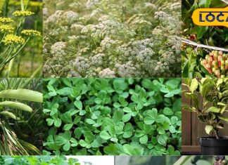 Ambala News: घर पर लगा लें ये 9 मसाले के पौधे और फिर देखें कमाल, आसपास भी नहीं भटकेंगी बीमारियां