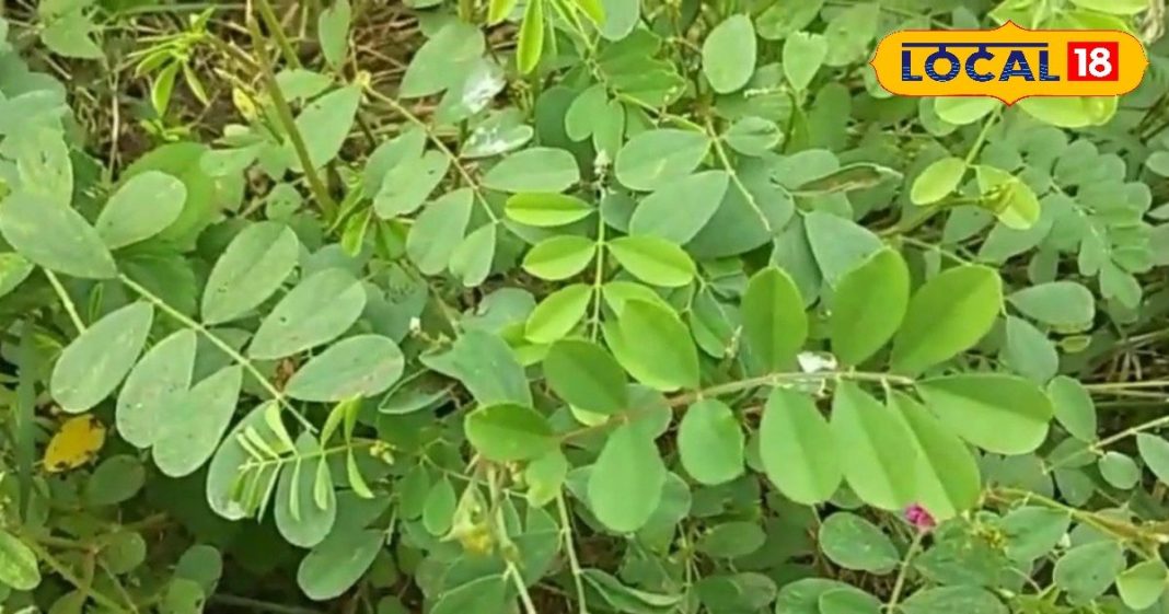 तीर के आकार की पतियों वाला ये पौधा… कर देगा मलेरिया-डेंगू गायब! लीवर के लिए रामबाण – Uttar Pradesh News