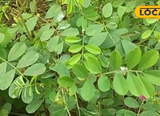 तीर के आकार की पतियों वाला ये पौधा… कर देगा मलेरिया-डेंगू गायब! लीवर के लिए रामबाण – Uttar Pradesh News