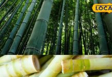 बांस की कोपलों से भी बनती है स्वादिष्ट सब्जी, झारखंड के आदिवासी परिवारों की पहली पसंद, बेहद आसान है रेसिपी