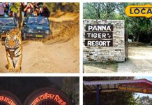 पन्ना टाइगर रिजर्व में जंगल सफारी घूमने का है प्लान, ऐसे कराएं बुकिंग, खजुराहो से बस थोड़ी दूर
