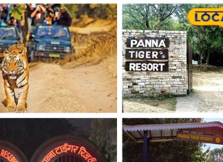 पन्ना टाइगर रिजर्व में जंगल सफारी घूमने का है प्लान, ऐसे कराएं बुकिंग, खजुराहो से बस थोड़ी दूर