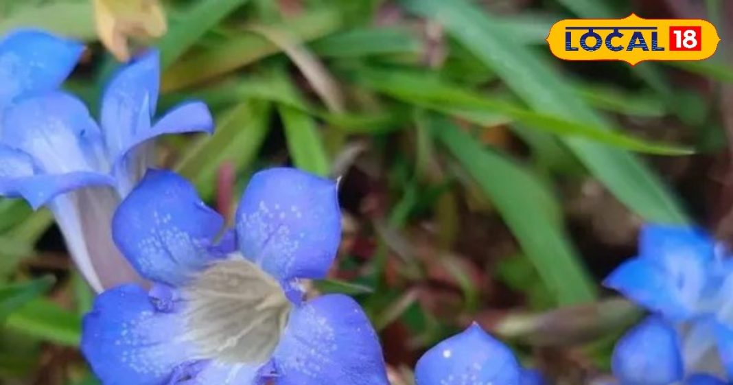 यह पौधा पेट की तकलीफों को करता है दूर और शरीर को बनाता है मजबूत, संजीवनी के समान असर, जानें फायदे – Uttarakhand News