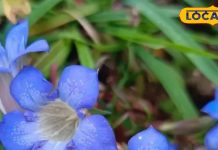 यह पौधा पेट की तकलीफों को करता है दूर और शरीर को बनाता है मजबूत, संजीवनी के समान असर, जानें फायदे – Uttarakhand News