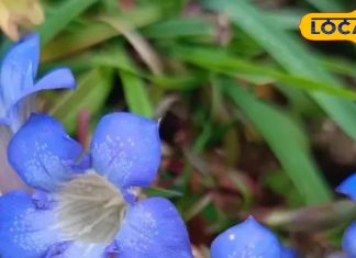 यह पौधा पेट की तकलीफों को करता है दूर और शरीर को बनाता है मजबूत, संजीवनी के समान असर, जानें फायदे – Uttarakhand News