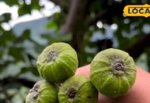 औषधीय गुणों की खान है पहाड़ों पर उगने वाला यह जंगली फल, हड्डियों को मजबूत करने इम्युनिटी करता है बूस्ट – Rajasthan News