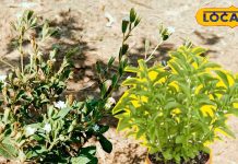 अब मीठा खाएं जमके! ब्लड शुगर कंट्रोल करेंगी ये छोटी-छोटी पत्तियां, वजन भी होगा कम – Madhya Pradesh News