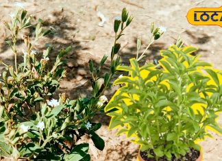 अब मीठा खाएं जमके! ब्लड शुगर कंट्रोल करेंगी ये छोटी-छोटी पत्तियां, वजन भी होगा कम – Madhya Pradesh News