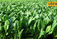 थकान, चक्कर और कमजोरी… कहीं ये कमी तो नहीं? ताकत के लिए खाएं ये सब्जी…