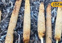 स्वाद और सेहत का खजाना है बाजरे का मोरण, राजस्थान की संस्कृति और परंपरा का है हिस्सा, जानें सेवन के फायदे – Rajasthan News