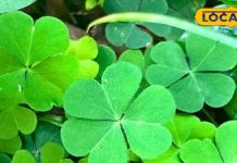 Health Tips : 3 खास पत्तियों वाला ये घास… लीवर, कब्ज, गैस की अचूक दवा! लोग कहते हैं खट्टी बूटी – Uttar Pradesh News