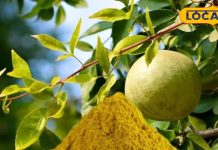 गोंडा के किसान का कमाल…. बेल का पाउडर बनाकर लाखों की कमाई, जानें तरीका और फायदे – Uttar Pradesh News