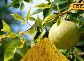 गोंडा के किसान का कमाल…. बेल का पाउडर बनाकर लाखों की कमाई, जानें तरीका और फायदे – Uttar Pradesh News